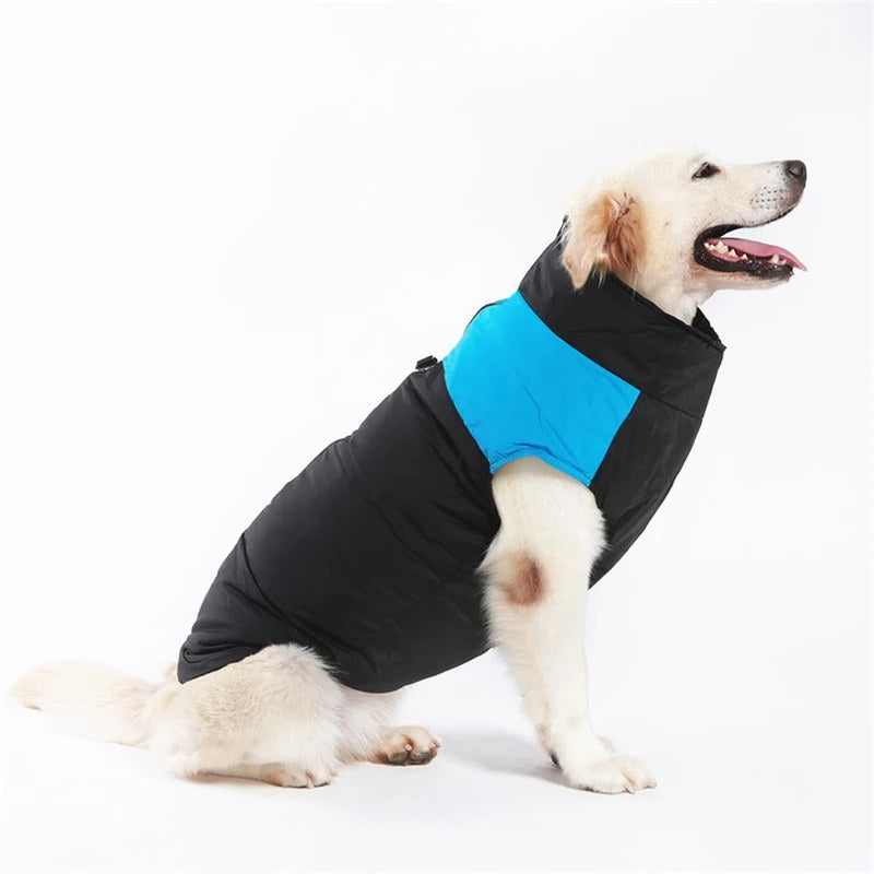 Large dog wearing winter coat
